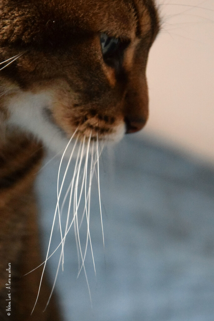 Those big whiskers by parisouailleurs