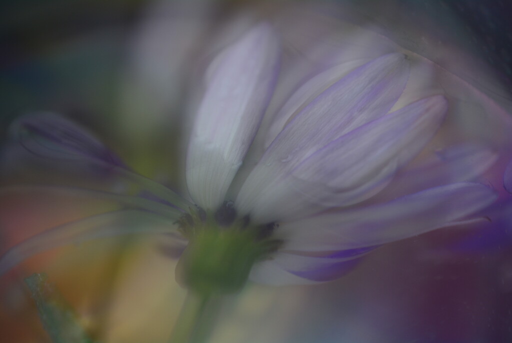 Sinking flower......... by ziggy77