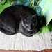 Grey cat Still Life by metzpah