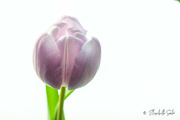 19th Feb 2022 - Tulip