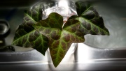 20th Feb 2022 - Ivy in a glass...