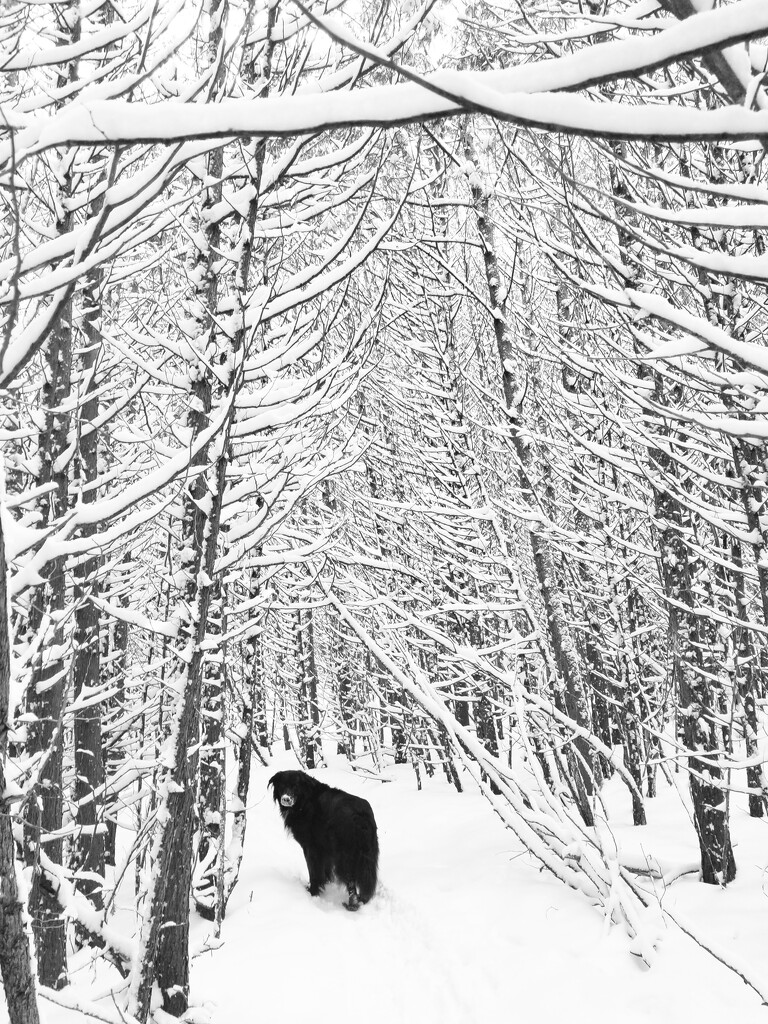 Wild winter beast by ljmanning