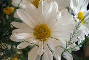 19th Feb 2022 - White daisy