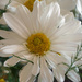 White daisy by larrysphotos