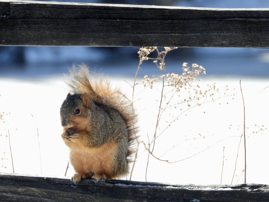 squirrel on a fence by amyk