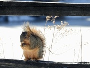 19th Feb 2022 - squirrel on a fence