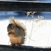 squirrel on a fence by amyk