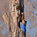50-365 blue birds by slaabs
