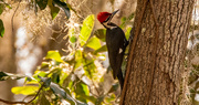 19th Feb 2022 - Another Pileated Woodpecker!