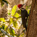 Another Pileated Woodpecker! by rickster549