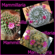 7th Jan 2022 - Pink Mammillaria varieties