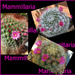 Pink Mammillaria varieties by annied
