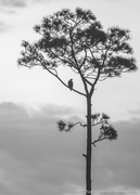 16th Feb 2022 - Osprey Spotting at Sunrise