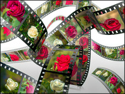 20th Feb 2022 - Filmstrip of roses