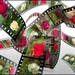 Filmstrip of roses by ludwigsdiana
