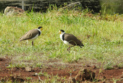 20th Feb 2022 - Plovers