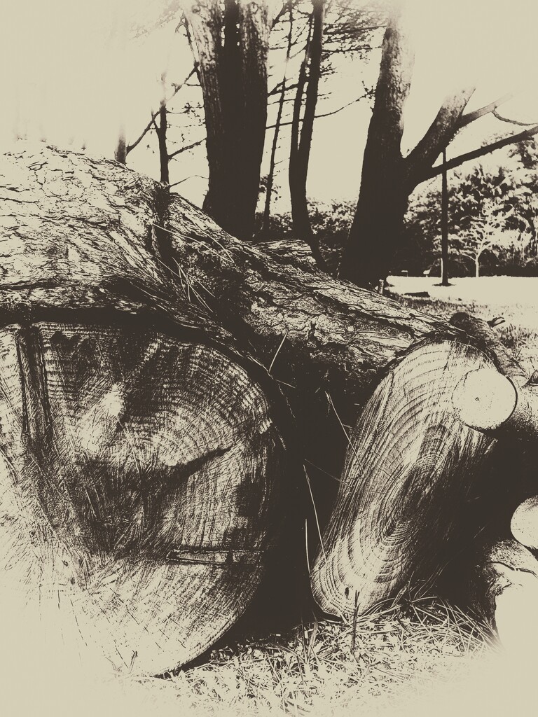 Logging by eleanor