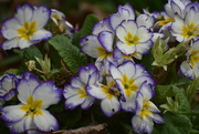 20th Feb 2022 - Polyanthus