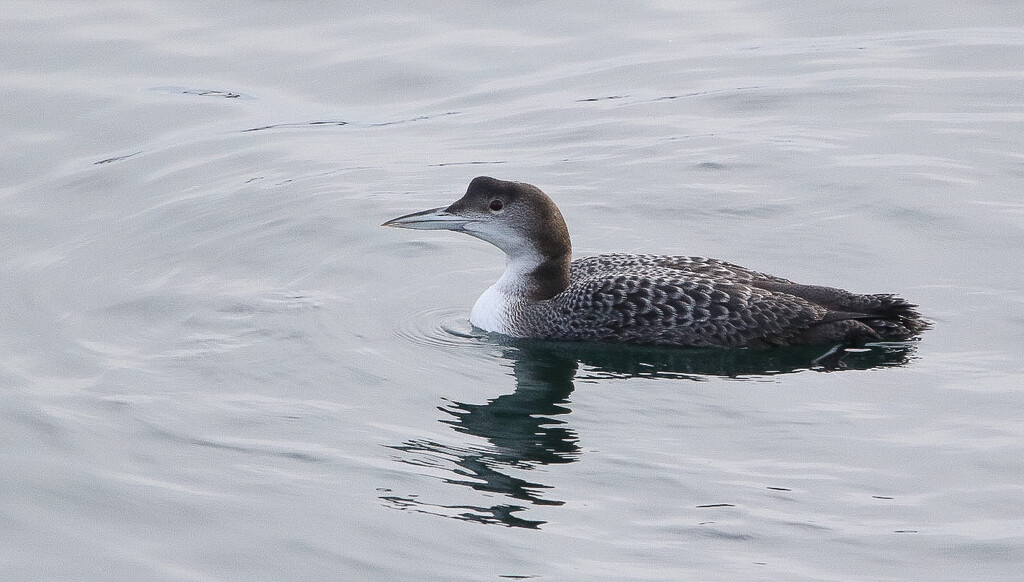Great Northern Diver by lifeat60degrees