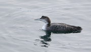 18th Feb 2022 - Great Northern Diver