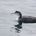 Great Northern Diver by lifeat60degrees