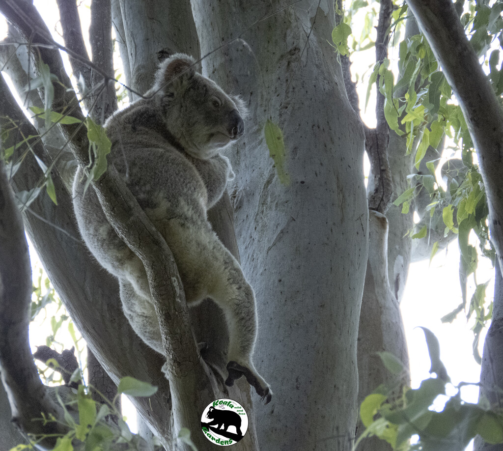 eerie light by koalagardens