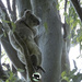 eerie light by koalagardens