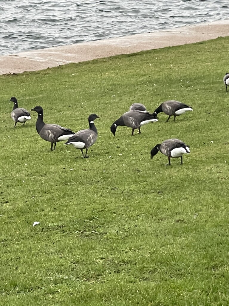 The geese by bill_gk