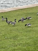 20th Feb 2022 - The geese