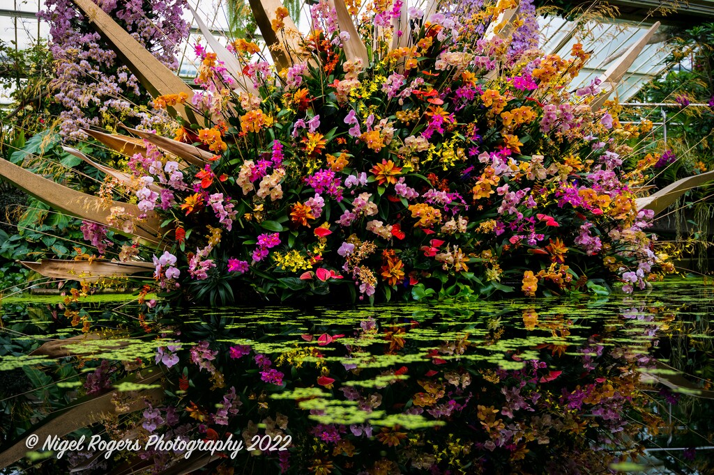 Kew Orchids 1 by nigelrogers