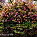 Kew Orchids 1 by nigelrogers