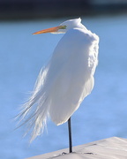 19th Feb 2022 - Great Egret in the Morning Light