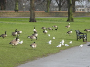 15th Feb 2022 - Geese and Gulls