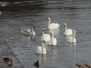 15th Feb 2022 - Swans