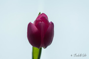 20th Feb 2022 - Purple tulip