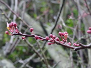 20th Feb 2022 - Raindrops on cherry blossom buds 