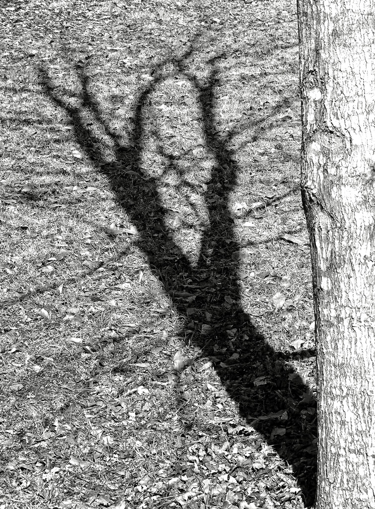 Maple tree shadow... by marlboromaam