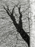 21st Feb 2022 - Maple tree shadow...