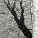 Maple tree shadow... by marlboromaam