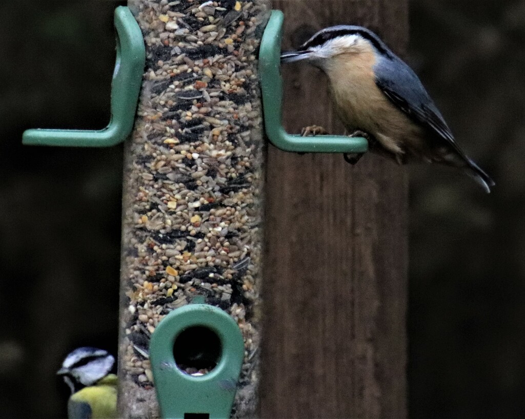 My first ever nuthatch - taken at a nature reserve in Suffolk. And that blue tit is just getting in everywhere.. by 365jgh