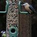 My first ever nuthatch - taken at a nature reserve in Suffolk. And that blue tit is just getting in everywhere.. by 365jgh