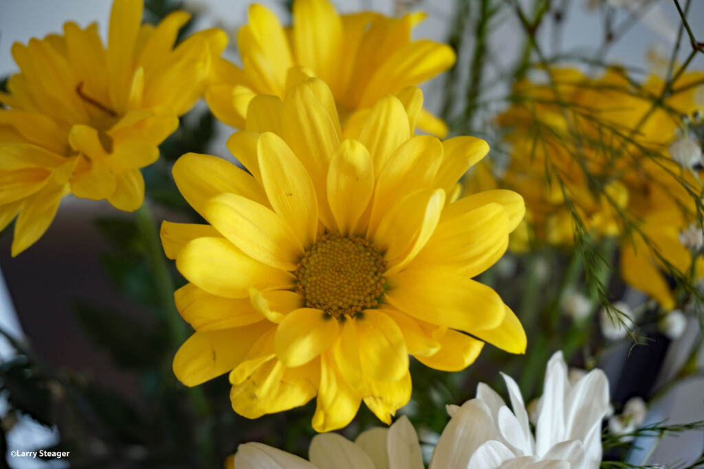 Yellow daisy by larrysphotos