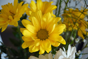20th Feb 2022 - Yellow daisy