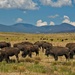 buffalo range by llyster