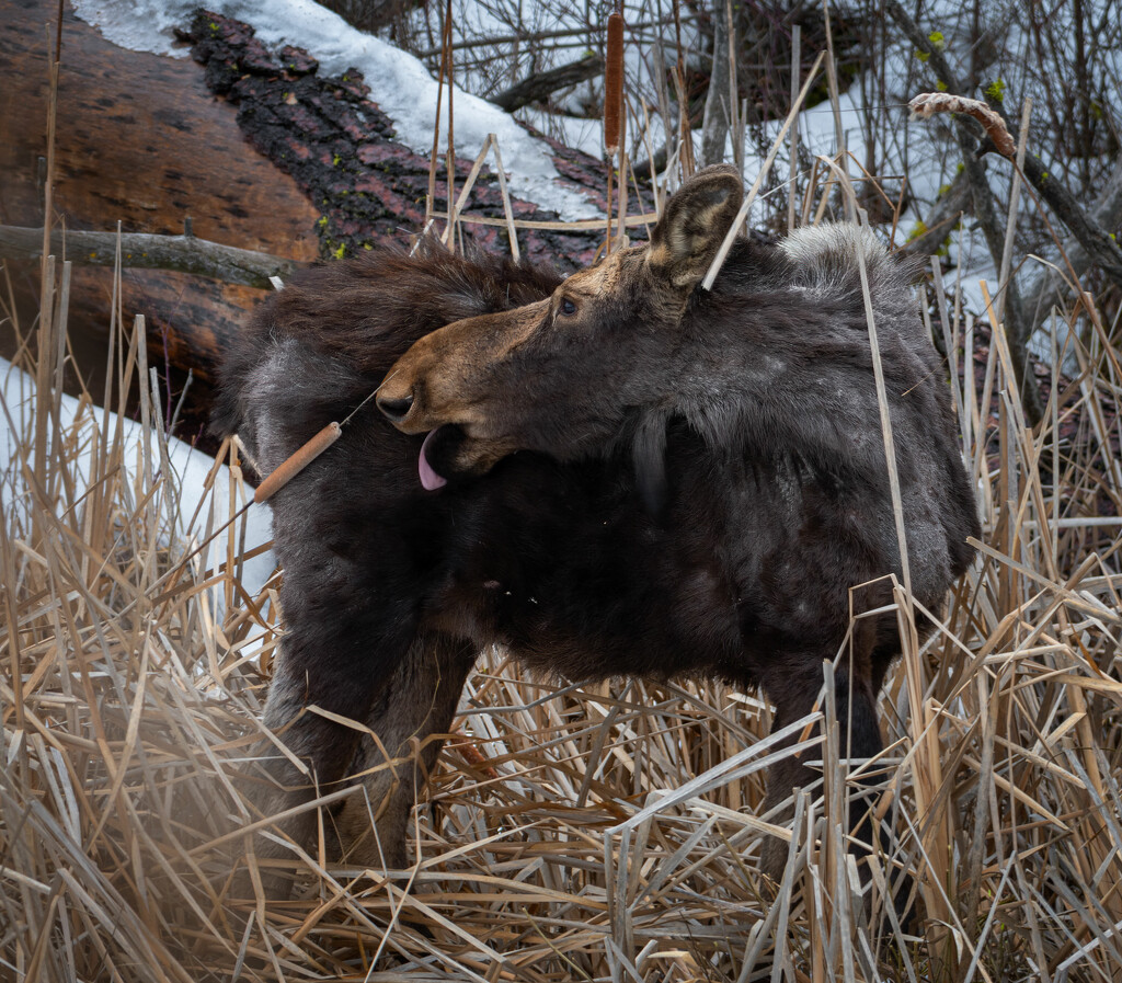 Moose with Ticks by teriyakih