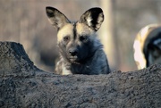 20th Feb 2022 - African Painted Dog