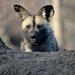 African Painted Dog by randy23