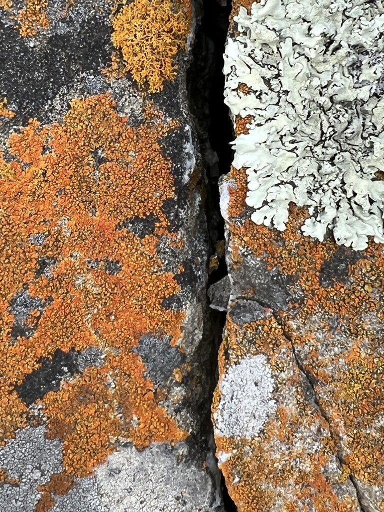 World of lichens by shookchung