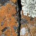 World of lichens by shookchung