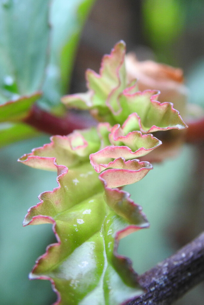 Macro: Begonia leaf by jeneurell